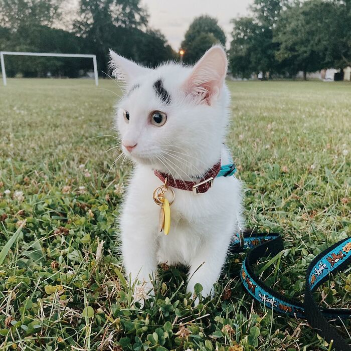 White cat with black eyebrows on the field wearing red collar and blue leash White cat with black eyebrows on the field wearing red collar and blue leash