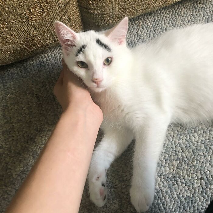 Person petting a white cat with black eyebrows Person petting a white cat with black eyebrows