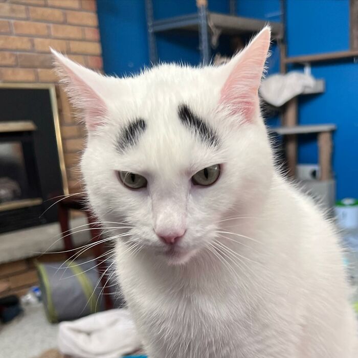Grumpy white cat with black eyebrows Grumpy white cat with black eyebrows