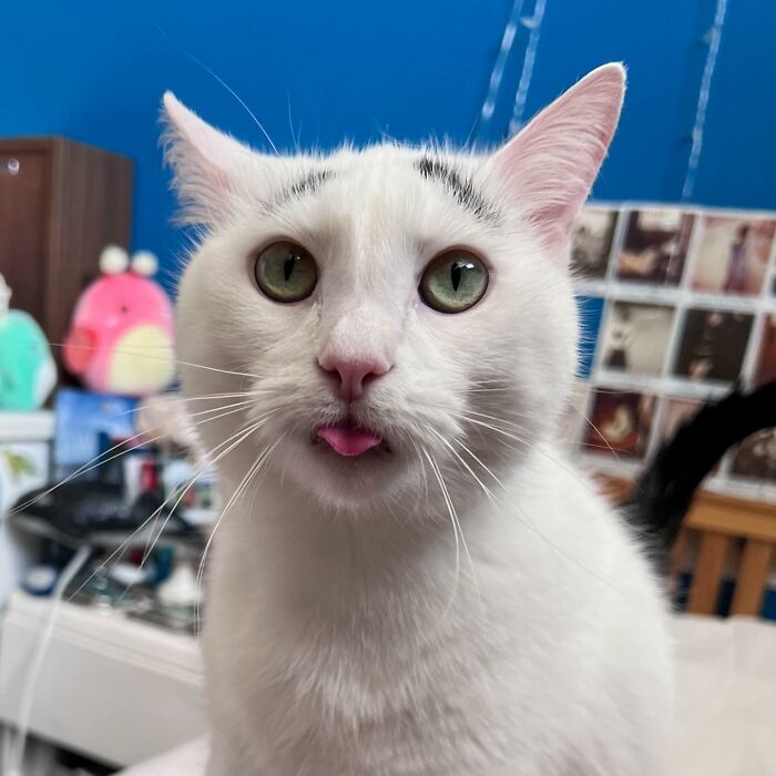 White cat with black eyebrows showing a tongue White cat with black eyebrows showing a tongue