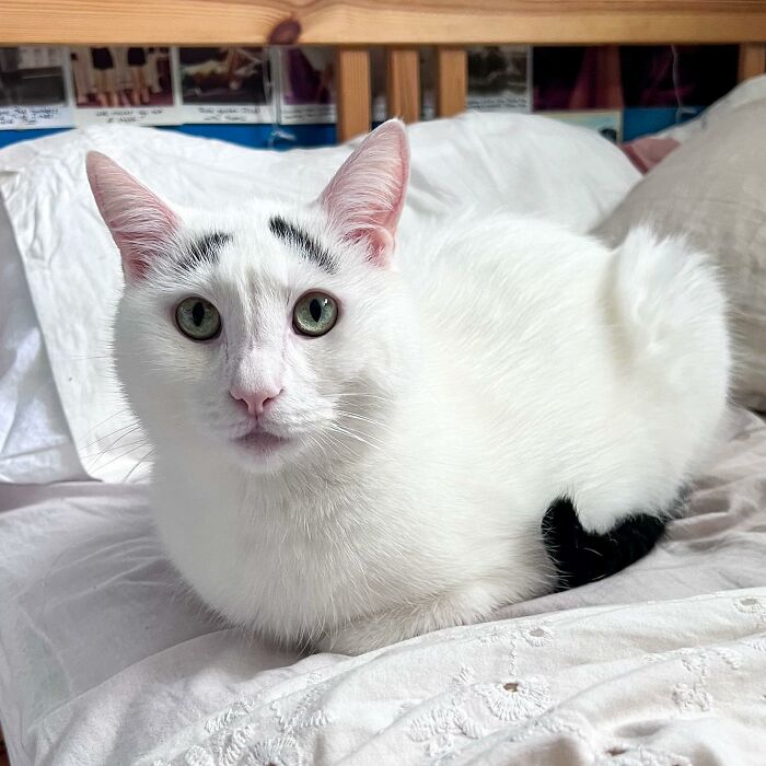 White cat with black tail and eyebrows sitting on the bed White cat with black tail and eyebrows sitting on the bed