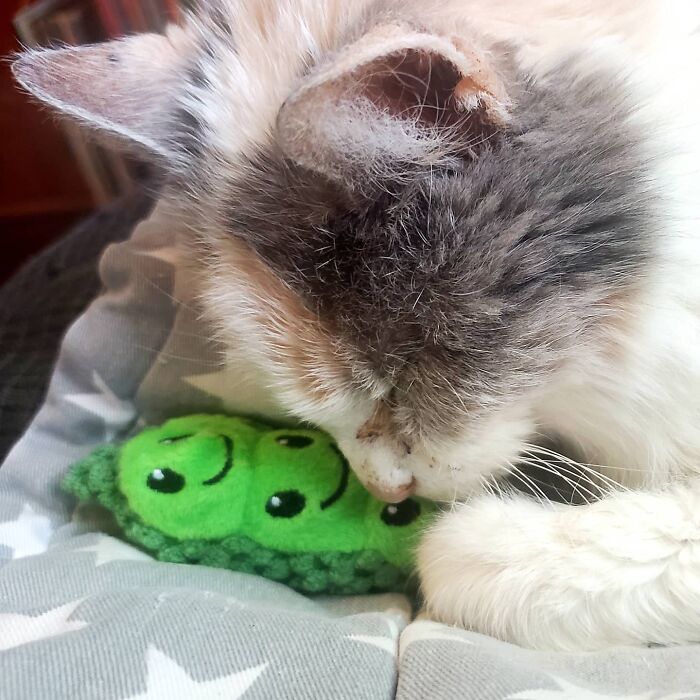 This Elder Cat Has Outlived Her Previous Owners And Now Lives With 2 Other Cats That Are Each A Decade Apart This Elder Cat Has Outlived Her Previous Owners And Now Lives With 2 Other Cats That Are Each A Decade Apart