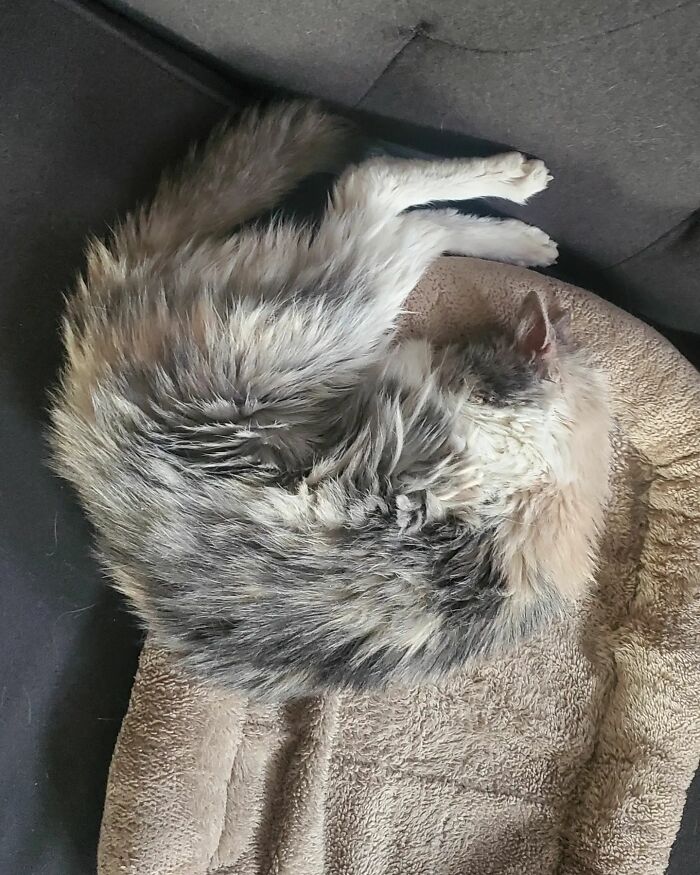 This Elder Cat Has Outlived Her Previous Owners And Now Lives With 2 Other Cats That Are Each A Decade Apart This Elder Cat Has Outlived Her Previous Owners And Now Lives With 2 Other Cats That Are Each A Decade Apart