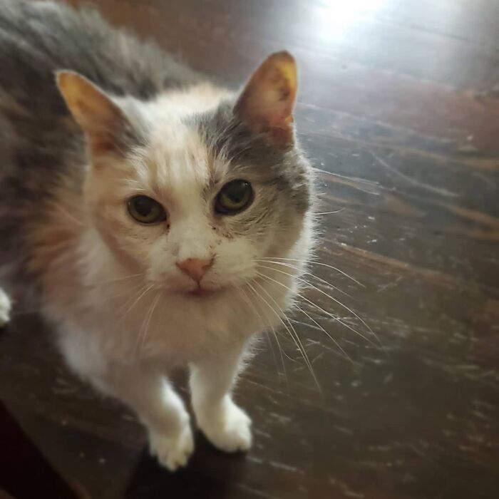This Elder Cat Has Outlived Her Previous Owners And Now Lives With 2 Other Cats That Are Each A Decade Apart This Elder Cat Has Outlived Her Previous Owners And Now Lives With 2 Other Cats That Are Each A Decade Apart