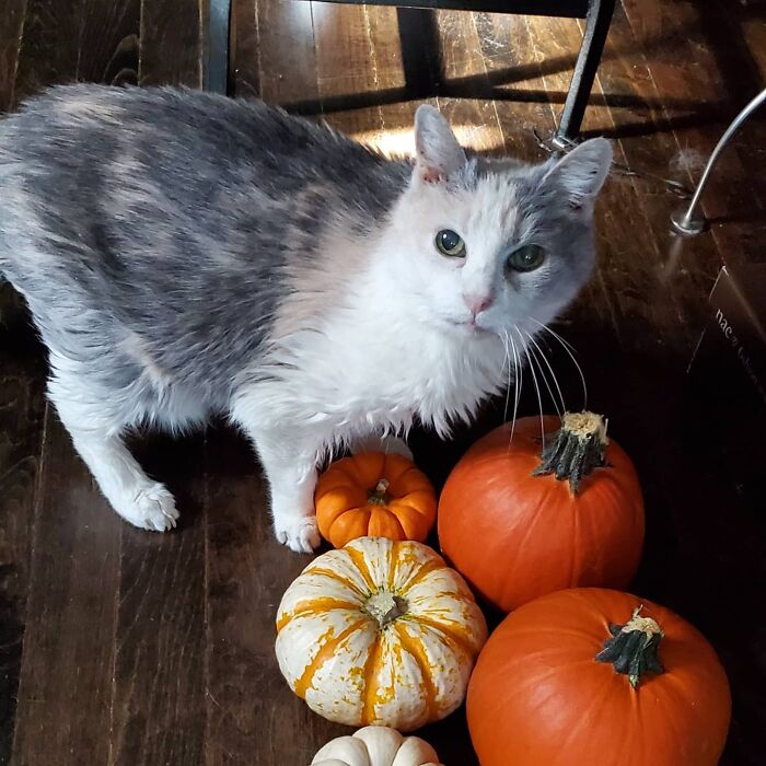 This Elder Cat Has Outlived Her Previous Owners And Now Lives With 2 Other Cats That Are Each A Decade Apart This Elder Cat Has Outlived Her Previous Owners And Now Lives With 2 Other Cats That Are Each A Decade Apart