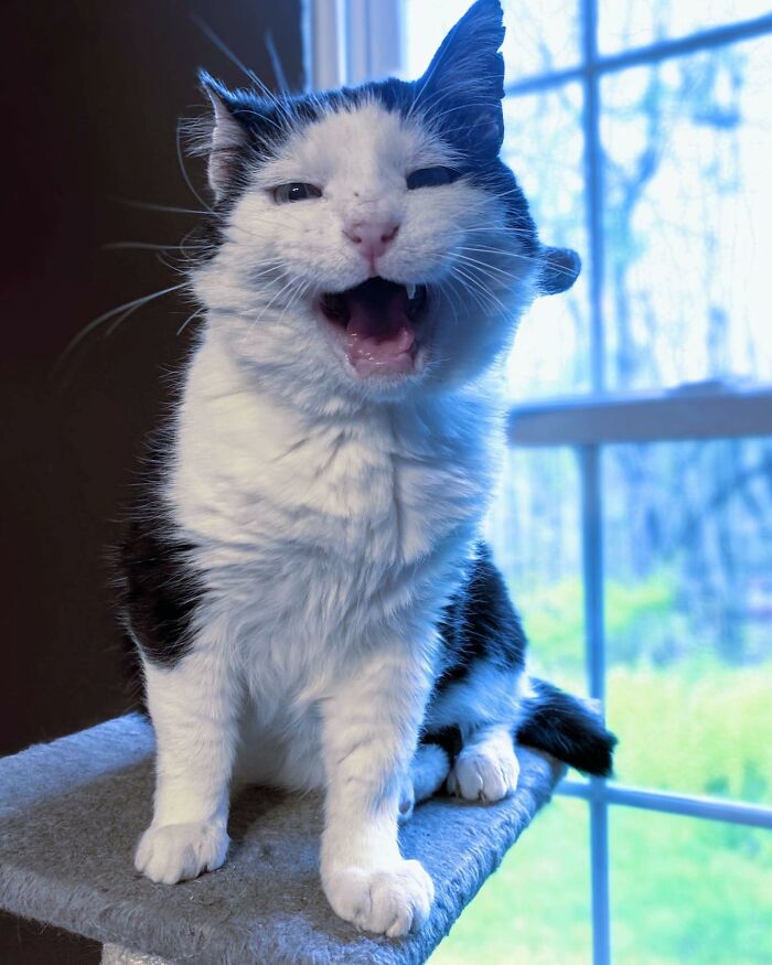 A Friendship That Lasted For Almost A Decade Resulted In This Senior Feral Cat Becoming An Indoor Pet A Friendship That Lasted For Almost A Decade Resulted In This Senior Feral Cat Becoming An Indoor Pet