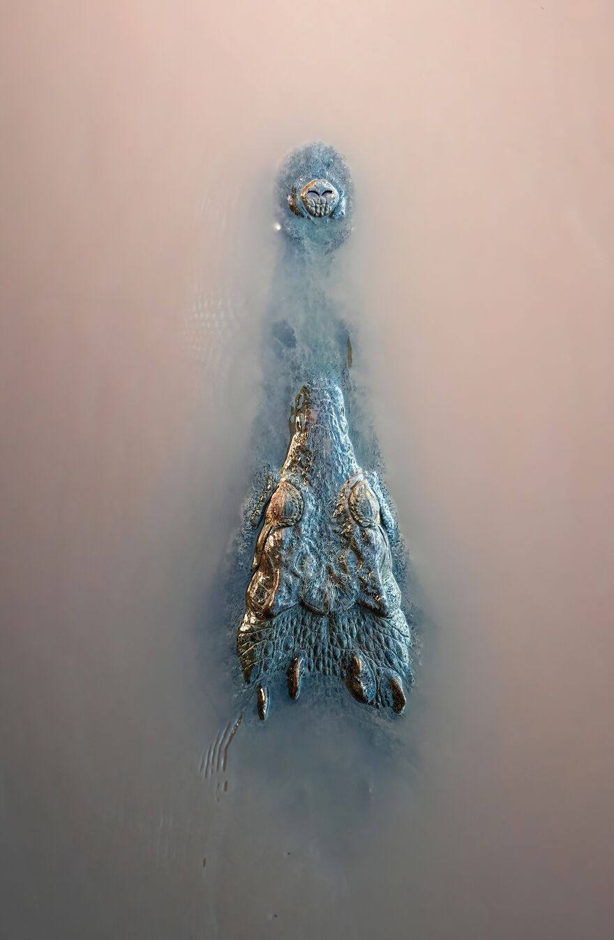 Finalist: "Murky Waters" By Lovre Culina