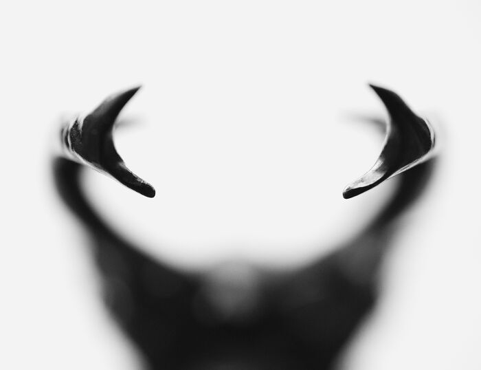 Preseleccionado: "Amable gigante" de Sonja Bohte