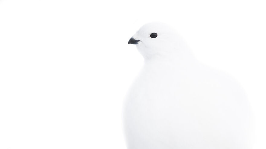 Shortlisted: "Blending In" By Stefan Gerrits