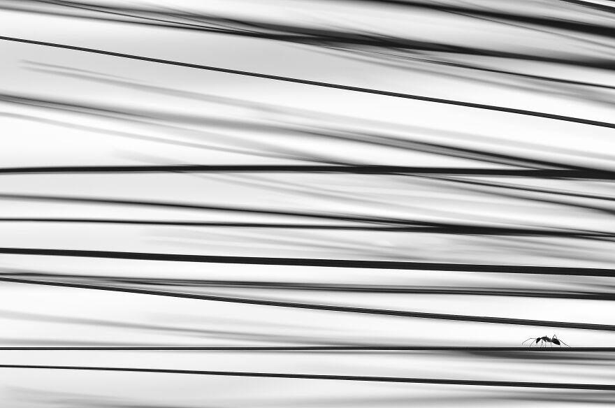 Shortlisted: "Point, Line And Plane" By Yicai Chang