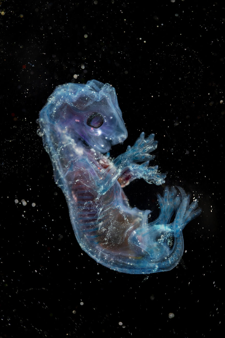 Shortlisted: "21 Grams" By Chris Manfield