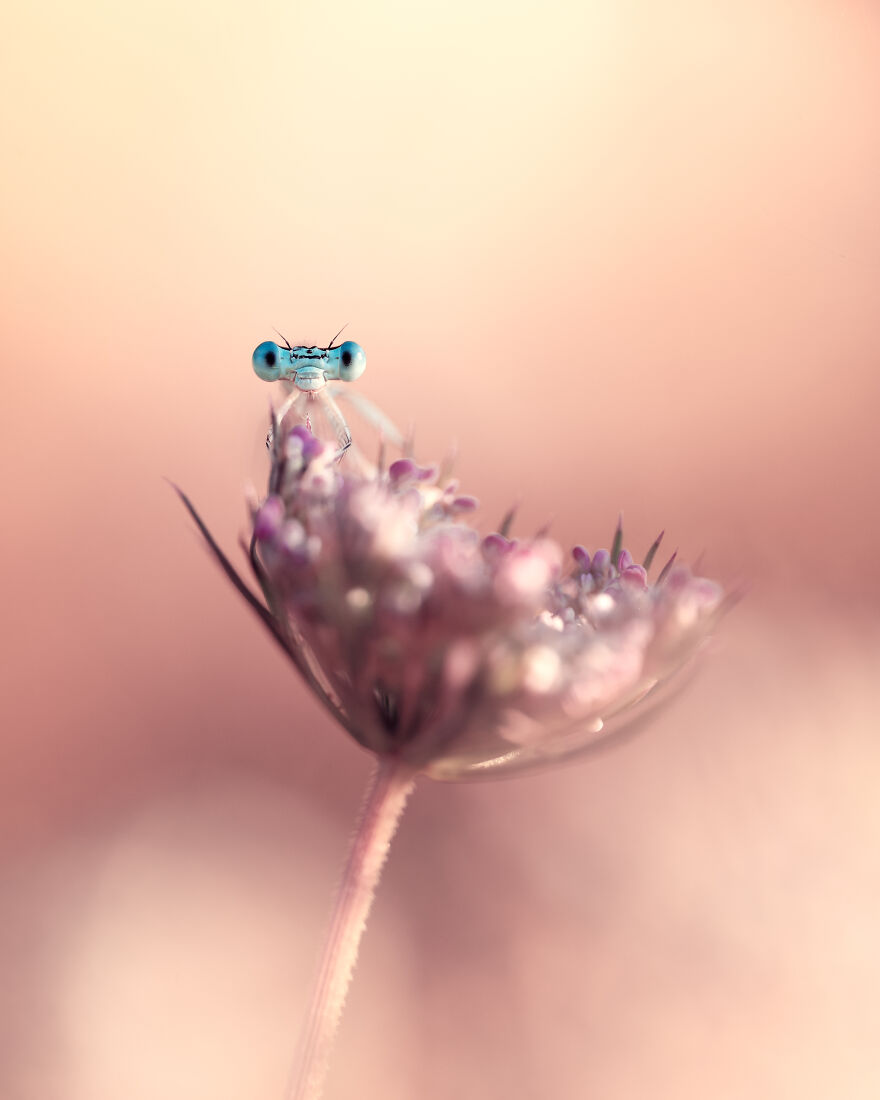 Shortlisted: "Behind Blue Eyes" By Clement Boyer