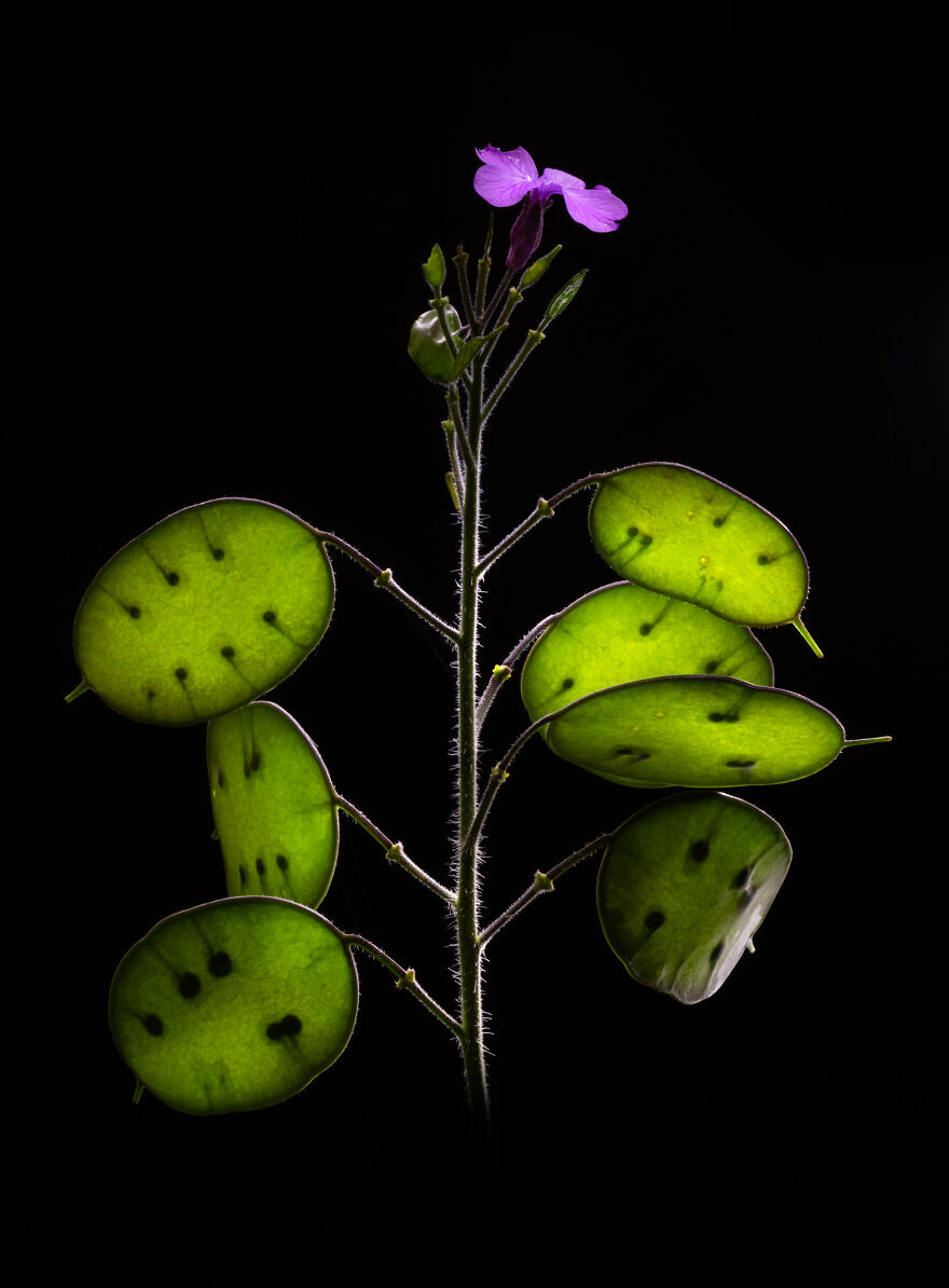 Shortlisted: "Lunaria Annua" By Ecaterina Leonte