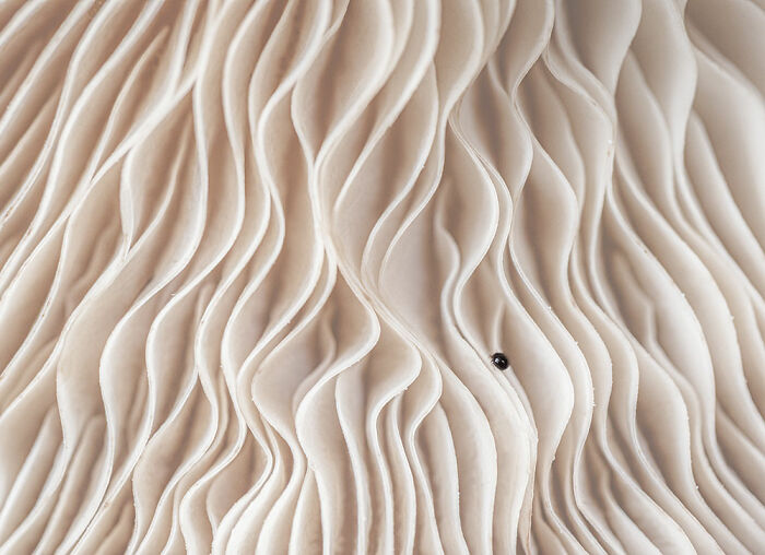 Preseleccionado: "Branquias" de Jeannet Van Der Knijff