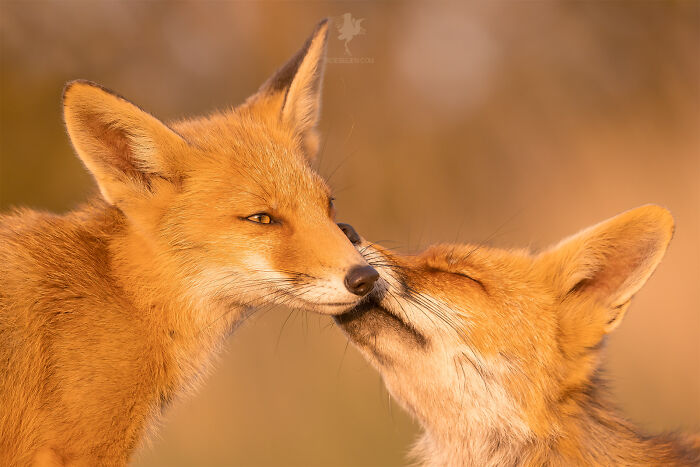 Mother's Love For Mother's Day
