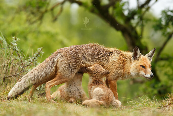 Mother's Love For Mother's Day