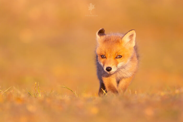 Mother's Love For Mother's Day