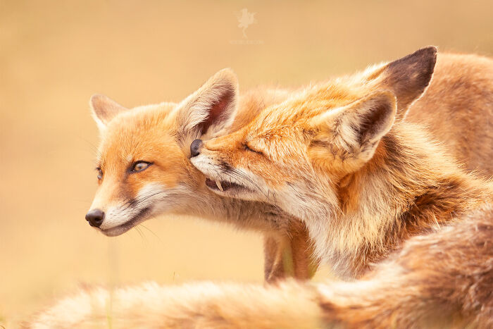 Mother's Love For Mother's Day