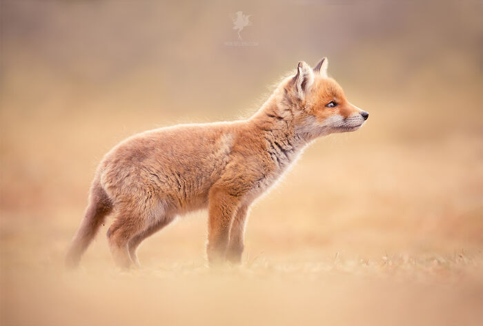 Mother's Love For Mother's Day