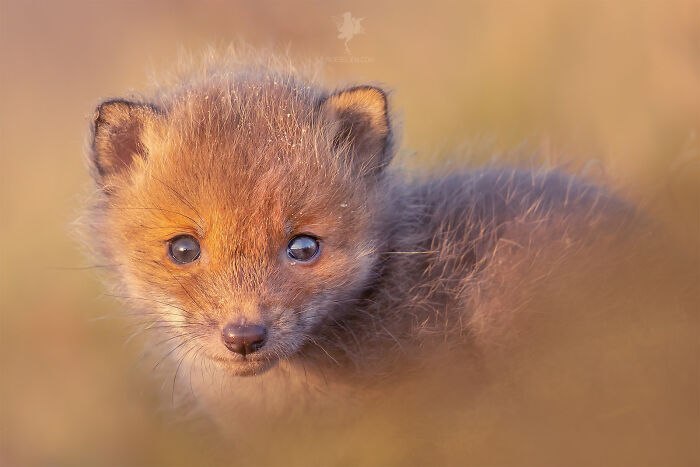 Mother's Love For Mother's Day