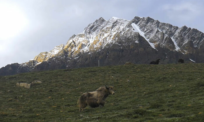 Himalayan Yak In Nar Village