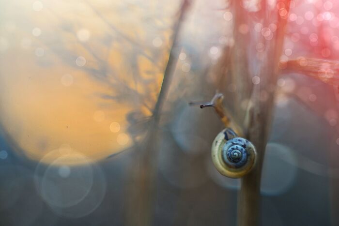 Snails In The Sun