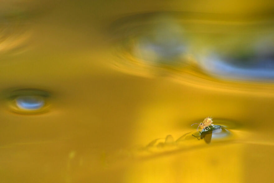 Shortlisted: "A Springtail On A Golden Lake" By Nicolas Dupieux