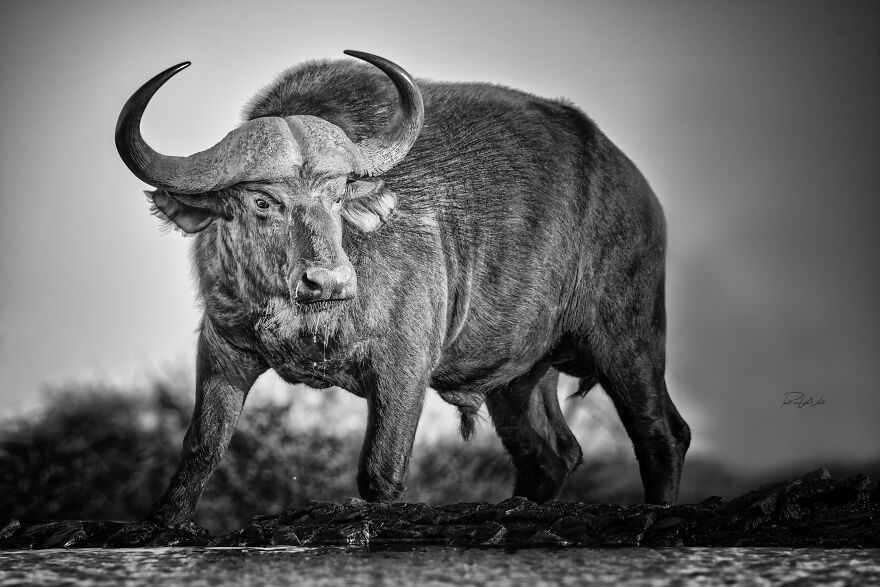 Black And White Africa