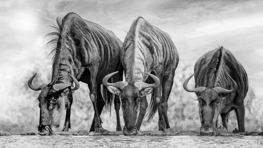 Black And White Africa