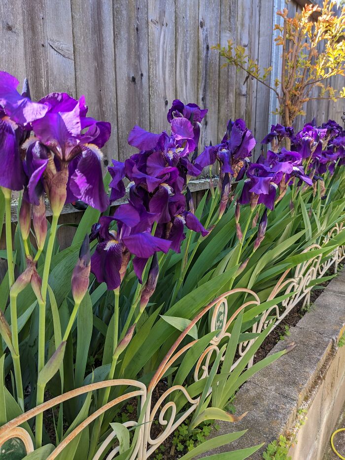 Bearded Irises