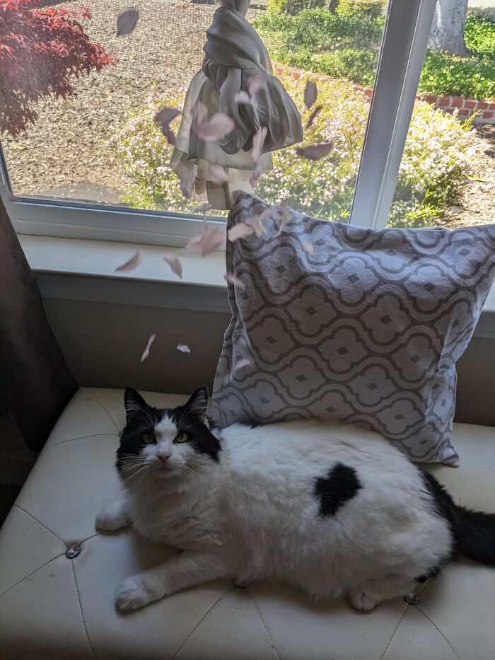 Looking Outside With My Cat (I Thought It Would Be Funny To Throw Flower Petals At It)