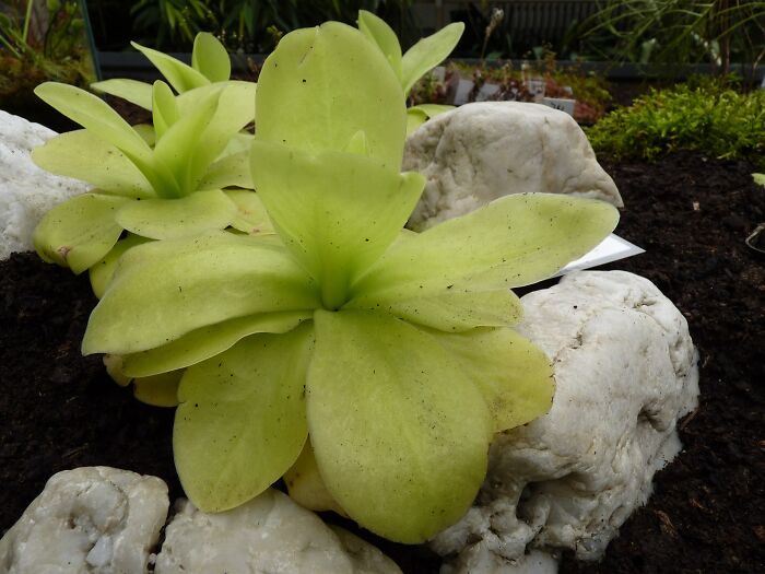 close up view of Pinguicula Gigantea plant