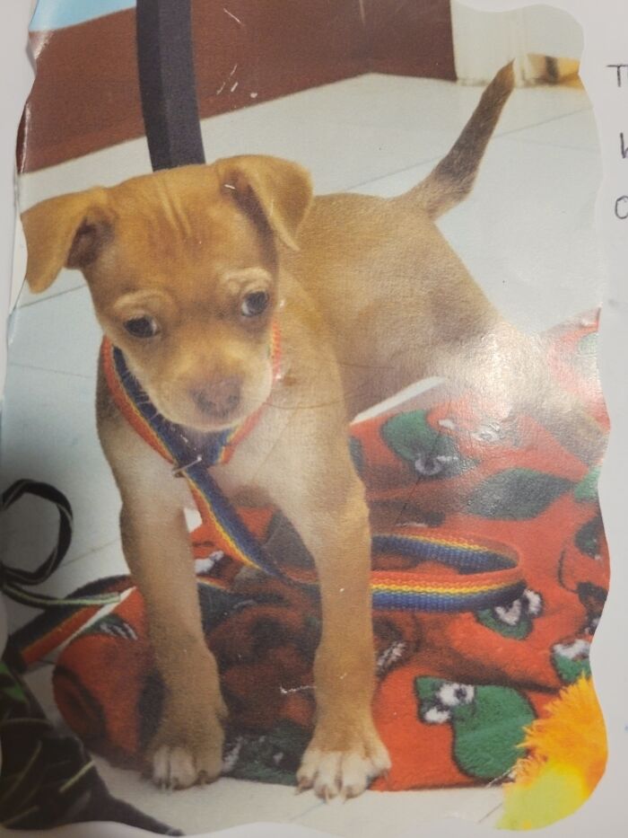 My Widdle Buster Babi