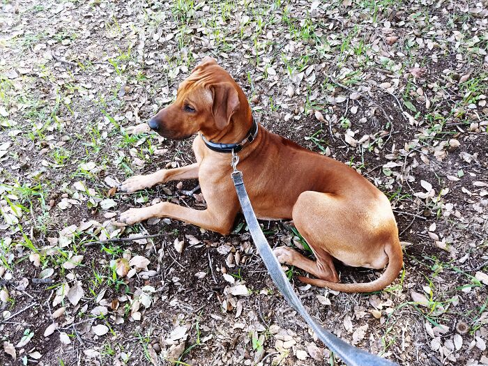 A Walk In The Forest With Richie