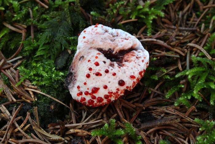 close up view of Hydnellum Peckii plant