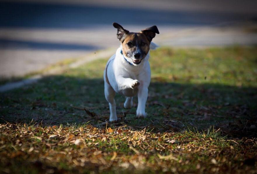 The Top 3 Reasons We Love Our Dogs: Unconditional Love, Stress Relief, And Security