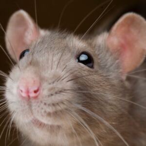 carolineweston avatar