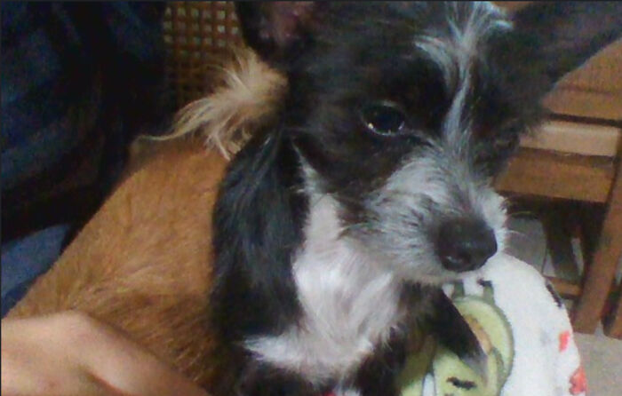 This Is Chance. We Found Him On The Streets In My Neighborhood And Gave Him To My Sister From Tustin. We Guessed He Was On The Streets For About A Week But We Dont Know Where He Came From. When We Finally Got Him He Was On The Verge Of Death And You Could See And Feel His Ribs. Fast Forward Eight Months And He's Like The Most Spoiled And Loving Dog. He Likes Treats, Jumping On Tables, Annoying My Senior Citezen Dog, And Butt Scratches. (The Brown Dog Is Lulu My Sisters Other Dog)