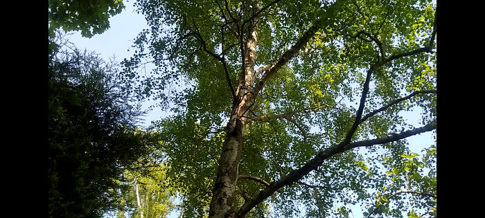 A Silver Birch In All Its Glory