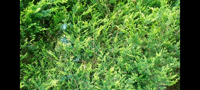 Pretty Evergreens And Some .... Holly?