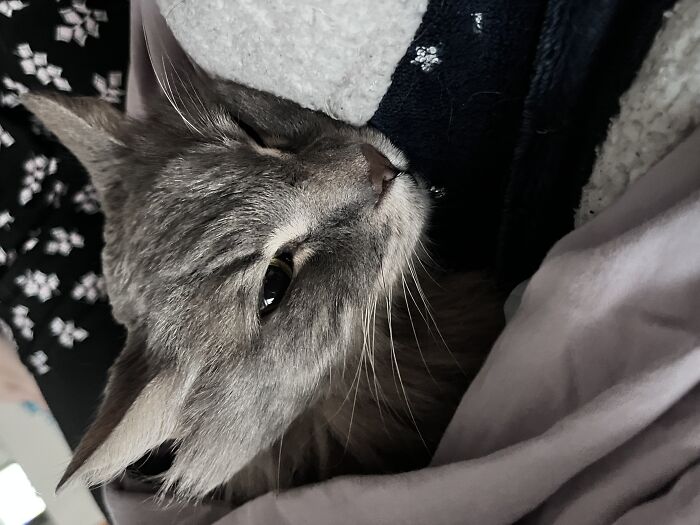 My Sweet Girl Lilu (Mar 16 2007- May 3 2023)