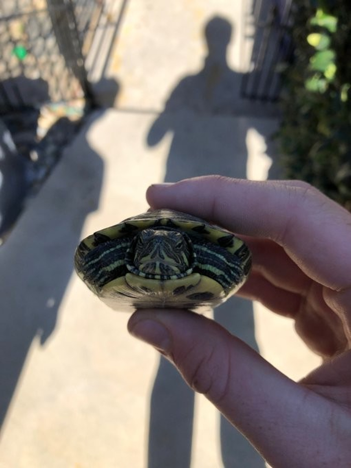 Not Exactly A Baby, But Here Is Little Shelldon!