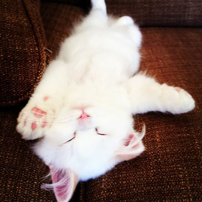 Rescued Cat Silas Surprises His Forever Family With His True Fluff Form As His Pictures Go Viral On Social Media