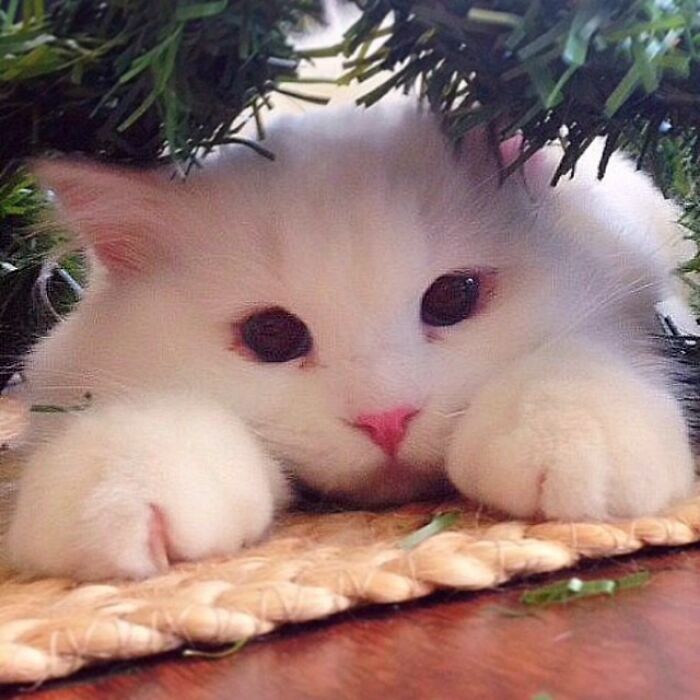 Rescued Cat Silas Surprises His Forever Family With His True Fluff Form As His Pictures Go Viral On Social Media