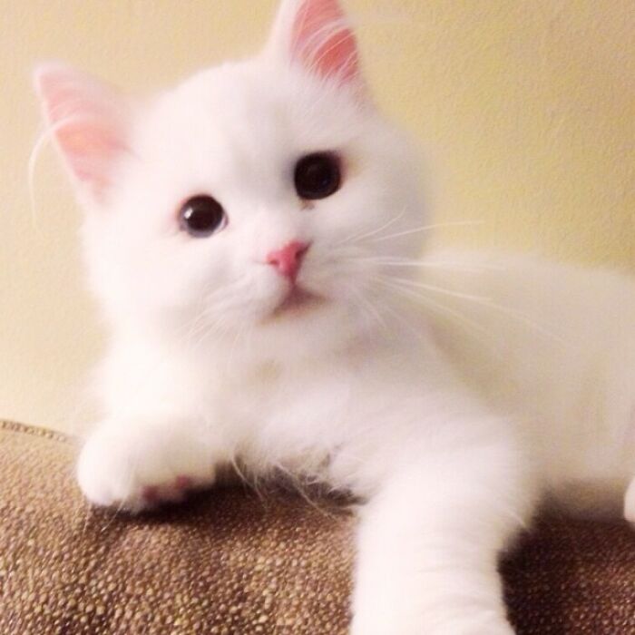 Rescued Cat Silas Surprises His Forever Family With His True Fluff Form As His Pictures Go Viral On Social Media