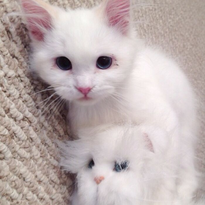 Rescued Cat Silas Surprises His Forever Family With His True Fluff Form As His Pictures Go Viral On Social Media