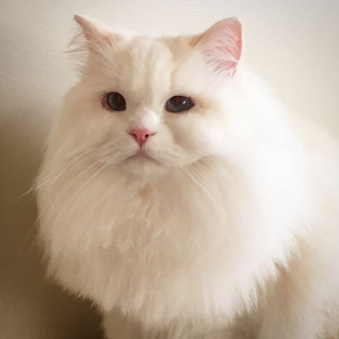 Rescued Cat Silas Surprises His Forever Family With His True Fluff Form As His Pictures Go Viral On Social Media