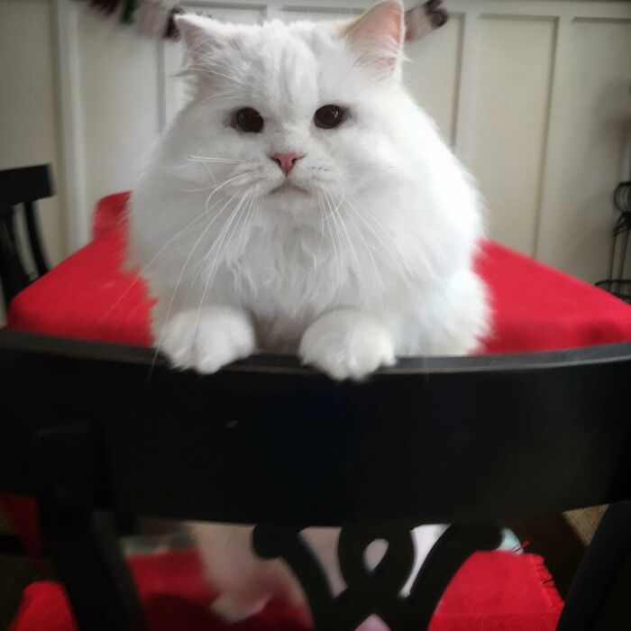 Rescued Cat Silas Surprises His Forever Family With His True Fluff Form As His Pictures Go Viral On Social Media