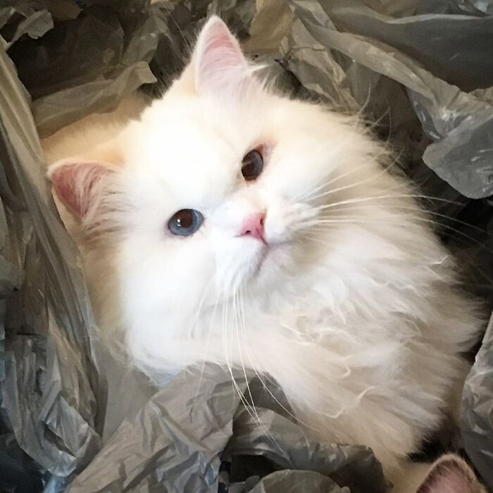 Rescued Cat Silas Surprises His Forever Family With His True Fluff Form As His Pictures Go Viral On Social Media