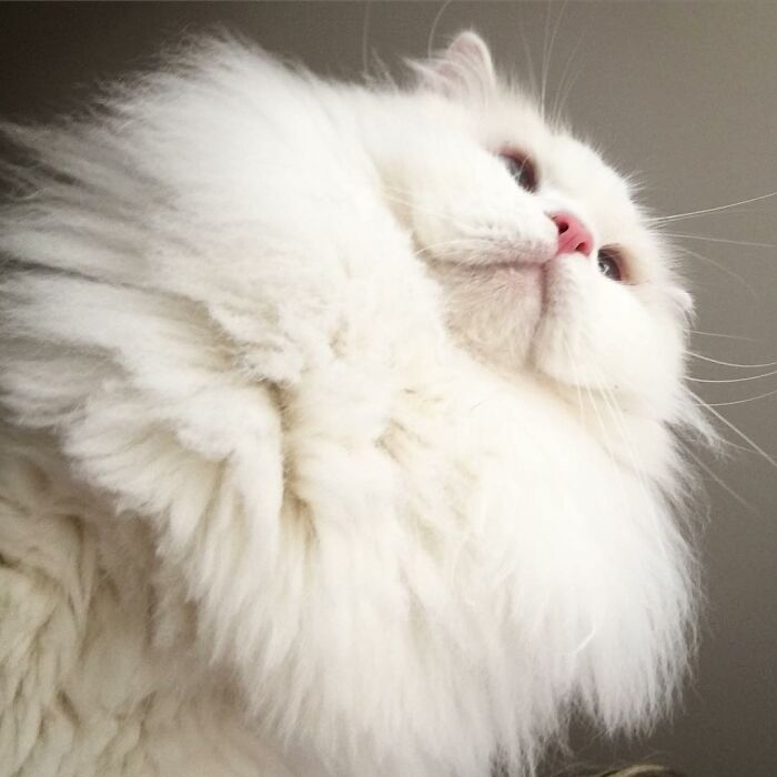 Rescued Cat Silas Surprises His Forever Family With His True Fluff Form As His Pictures Go Viral On Social Media